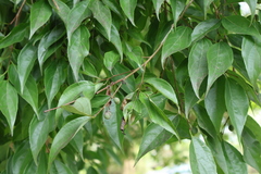 Nilgiri elm (Celtis tetrandra)