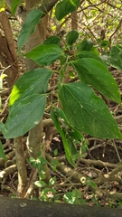 Nilgiri elm (Celtis tetrandra)
