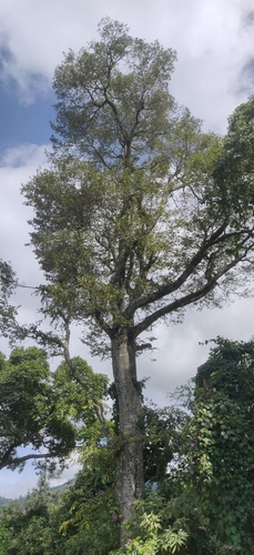 Nilgiri elm (Celtis tetrandra)