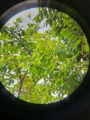 Nilgiri elm (Celtis tetrandra)
