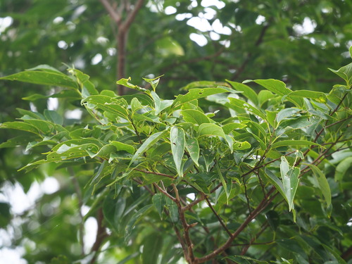 Nilgiri elm (Celtis tetrandra)