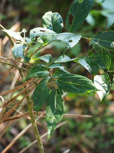 Nilgiri elm (Celtis tetrandra)