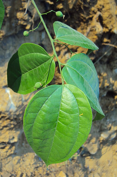 Celtis timorensis: Celtis timorensis