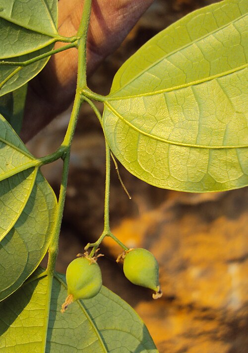 Celtis timorensis: Celtis timorensis
