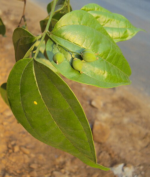 Celtis timorensis: Celtis timorensis