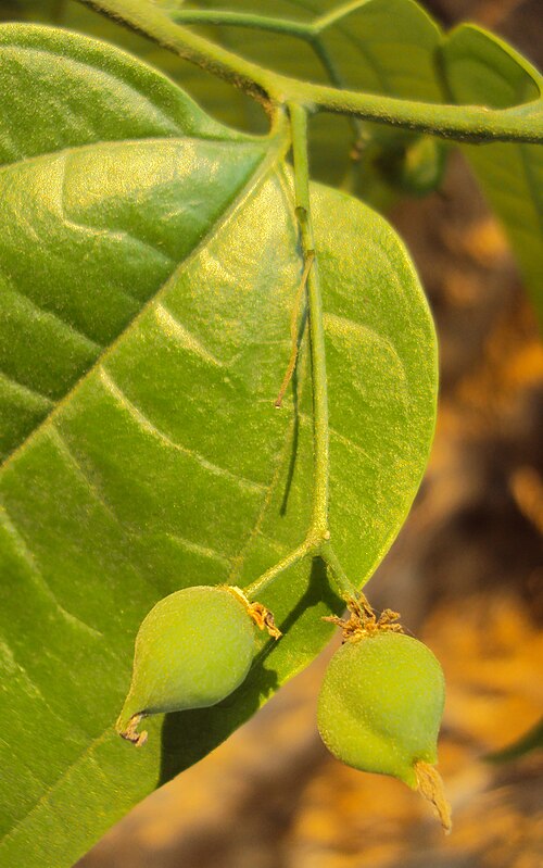 Celtis timorensis: Celtis timorensis
