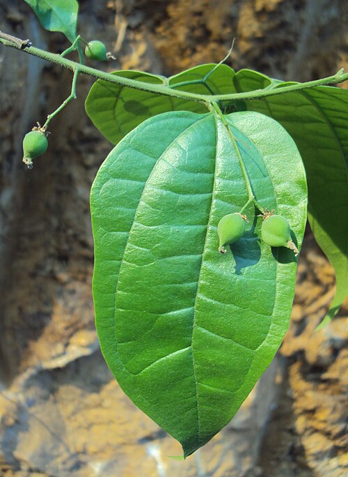 Celtis timorensis: Celtis timorensis