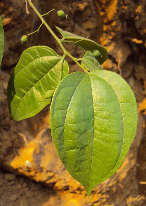 Celtis timorensis: Celtis timorensis