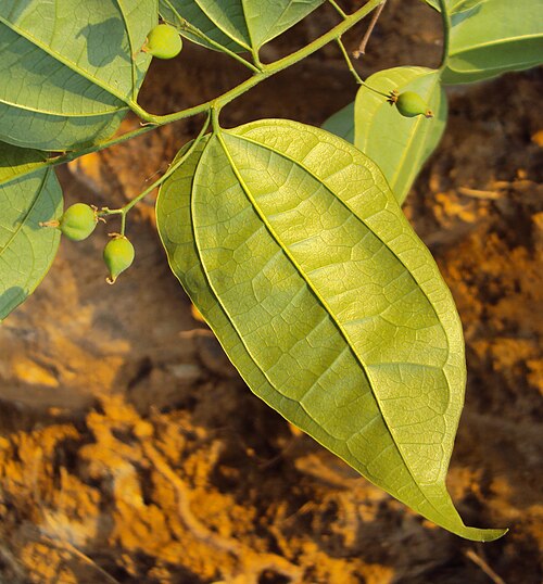 Celtis timorensis: Celtis timorensis