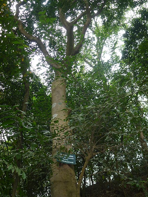Celtis timorensis: Celtis timorensis at Hùng temple , Vietnam