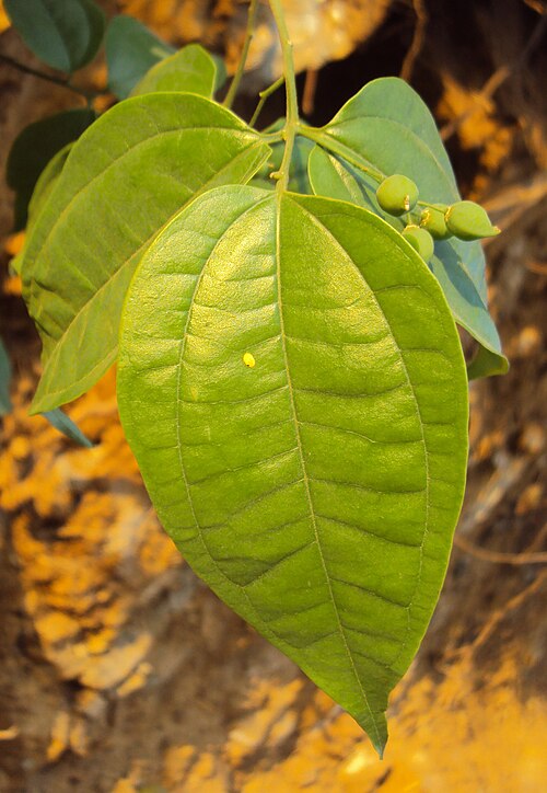 Celtis timorensis: Celtis timorensis