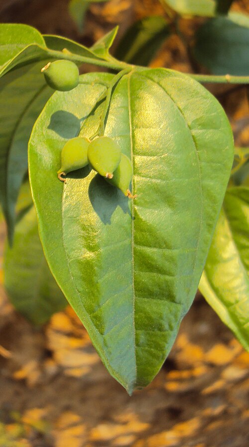 Celtis timorensis: Celtis timorensis