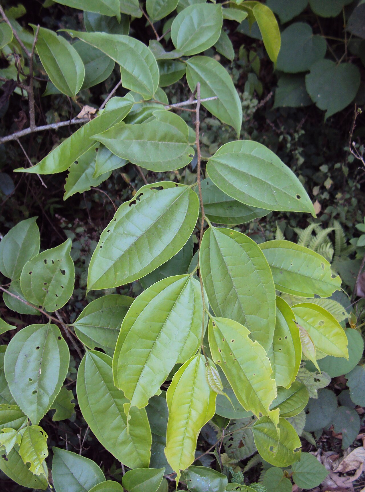 Celtis timorensis: Celtis timorensis