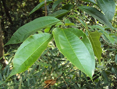 Celtis timorensis: Celtis timorensis
