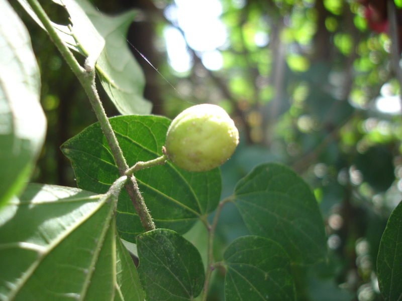 Celtis toka: Meññeefum garabug bul