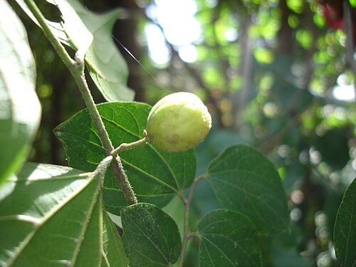 Celtis toka: Meññeefum garabug bul