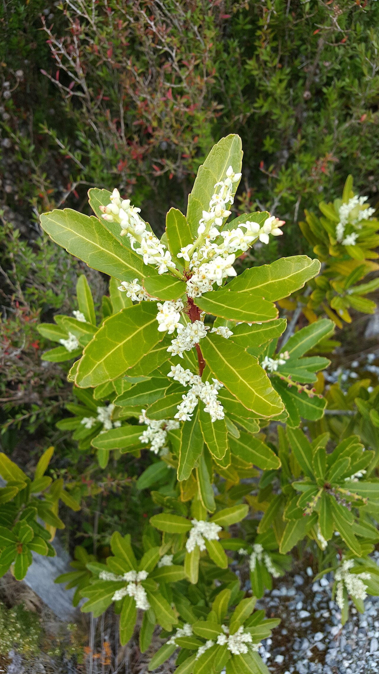 Cenarrhenes nitida: Cenarrhenes nitida, Mt Wedge, Gordon Rd