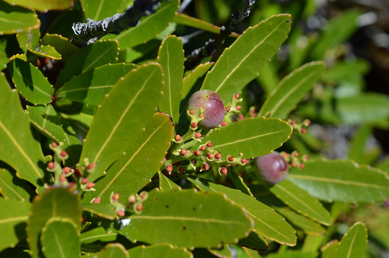 Cenarrhenes nitida: Cenarrhenes nitida