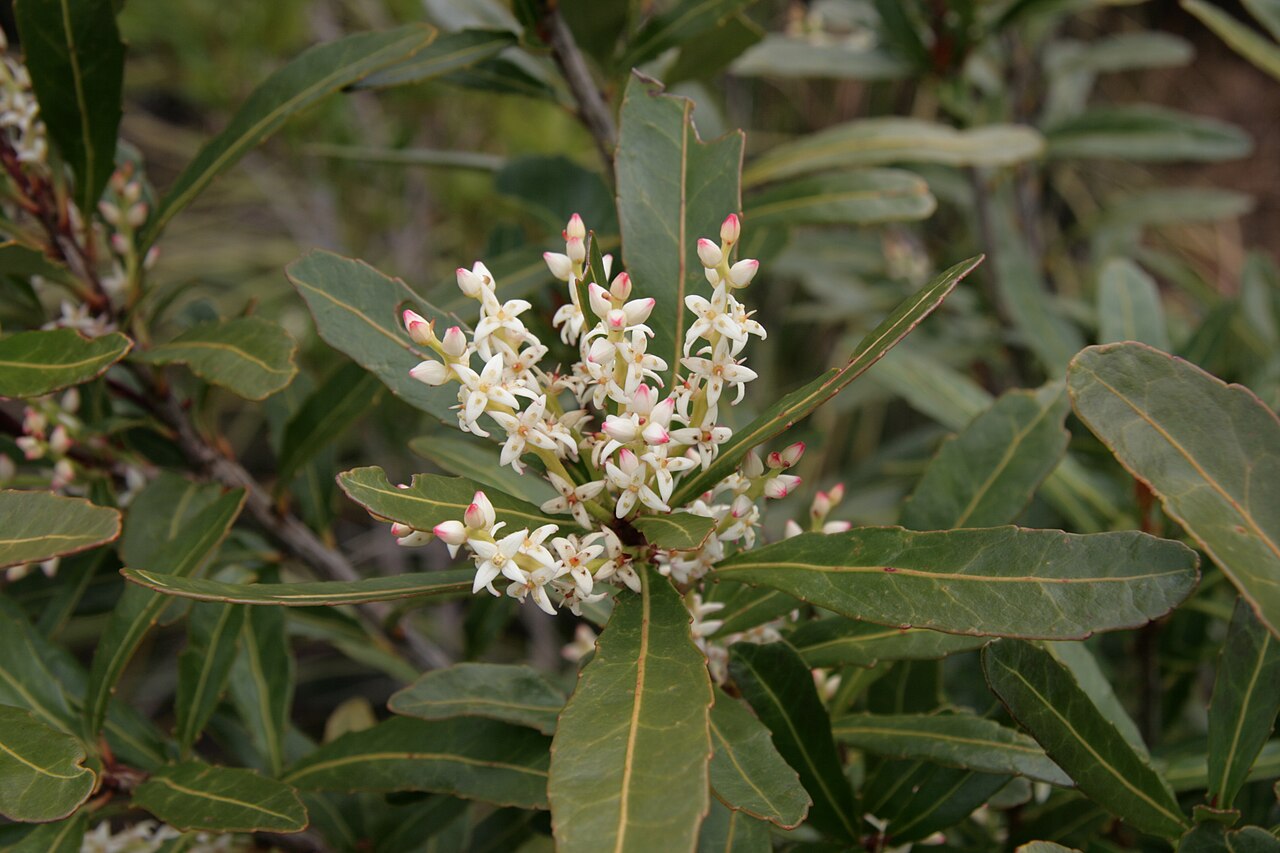 Cenarrhenes nitida: Cenarrhenes nitida, Mt Wedge, Gordon Rd