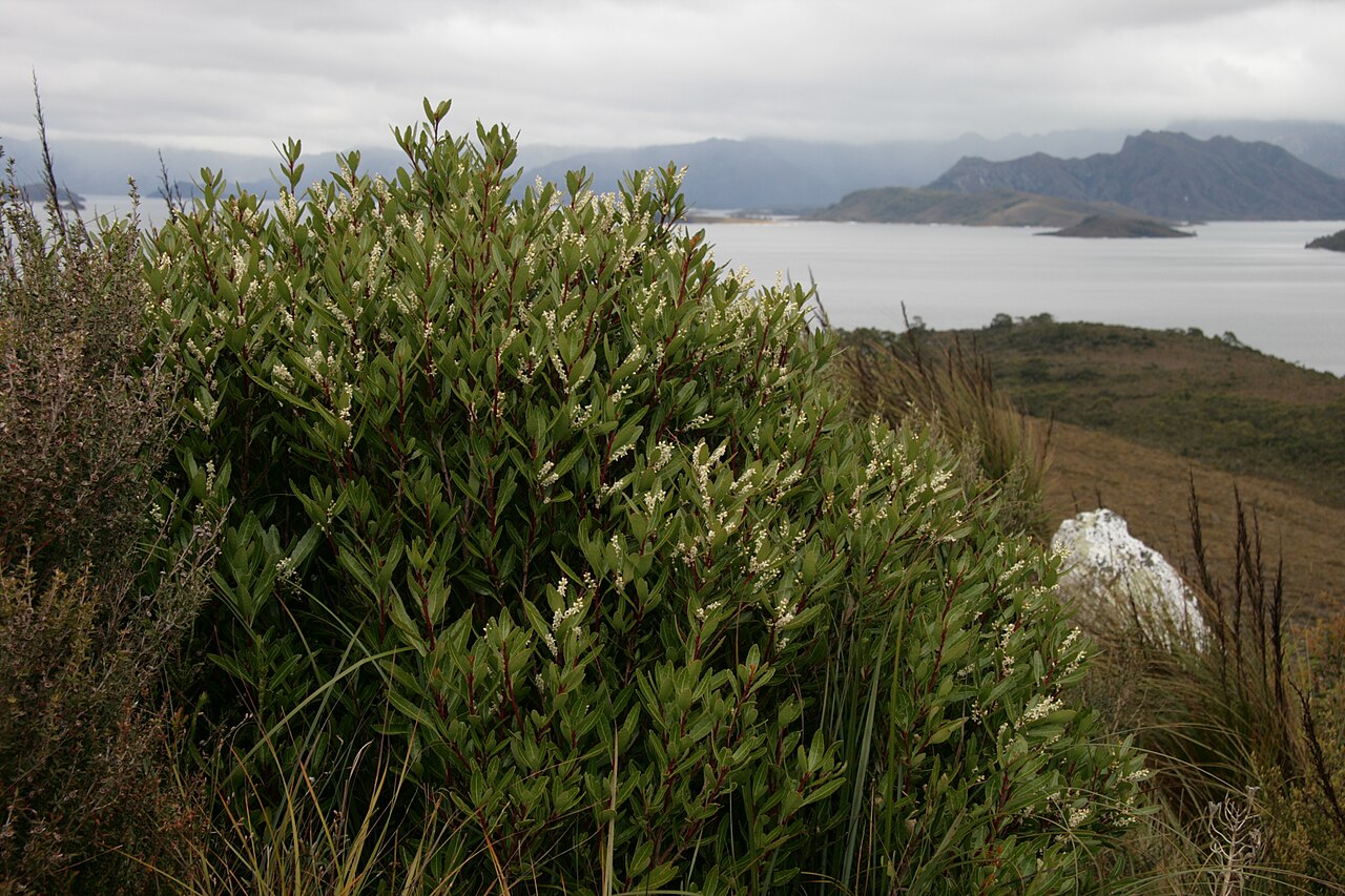 Cenarrhenes nitida: Cenarrhenes nitida, lake Pedder lookout, Gordon Rd