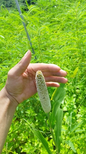 Pearl millet (Cenchrus americanus)