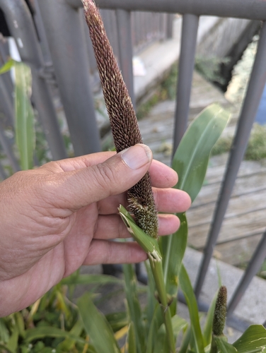 Pearl millet (Cenchrus americanus)