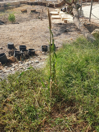 Pearl millet (Cenchrus americanus)