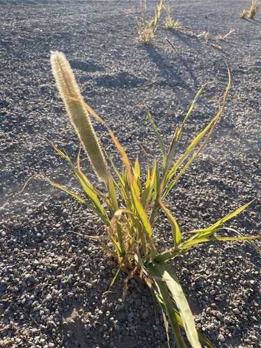 Pearl millet (Cenchrus americanus)