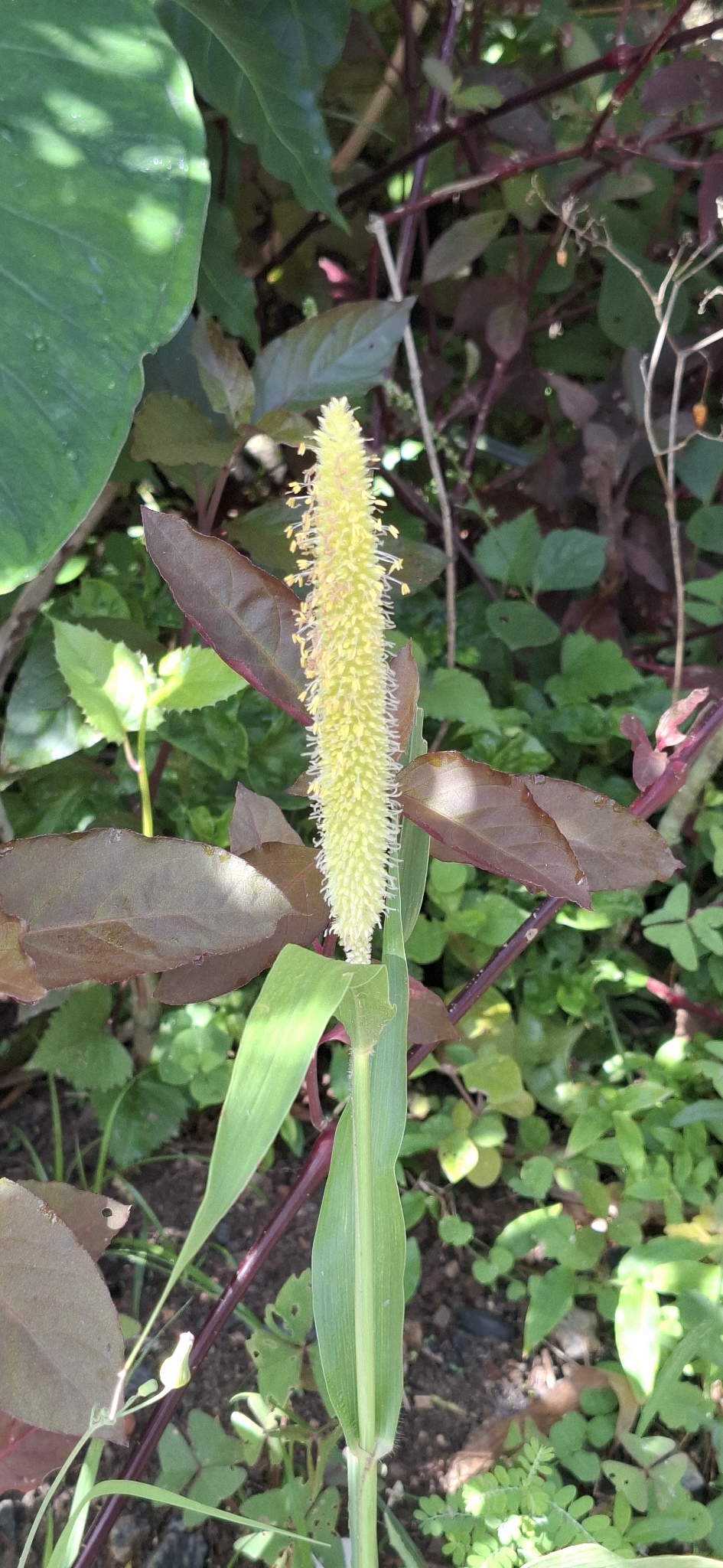 Pearl millet: Registro de Cenchrus americanus em Parque Estadual Serra do Mar.