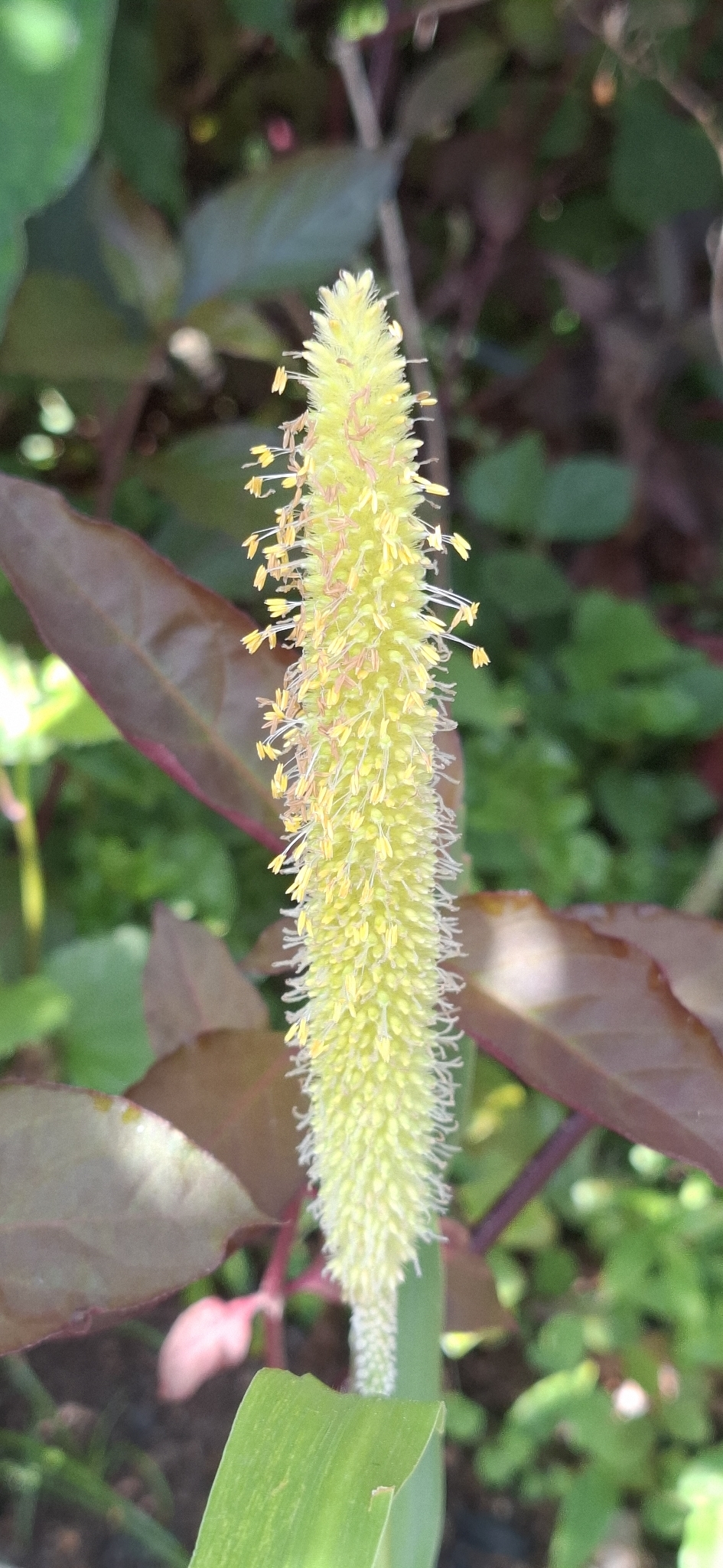 Pearl millet: Registro de Cenchrus americanus em Parque Estadual Serra do Mar.