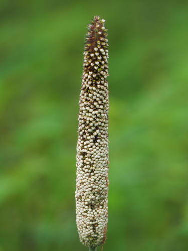 Pearl millet (Cenchrus americanus)