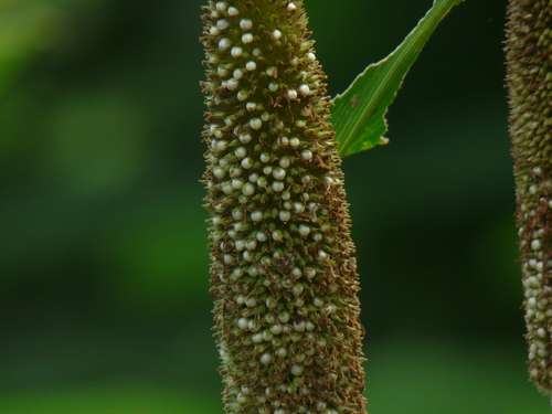 Pearl millet (Cenchrus americanus)