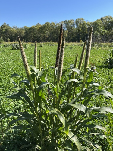 Pearl millet (Cenchrus americanus)