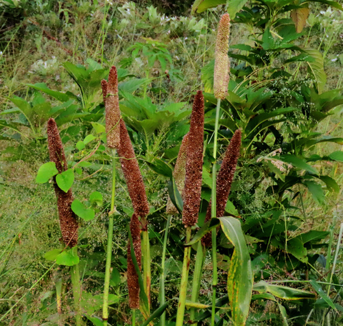 Pearl millet (Cenchrus americanus)