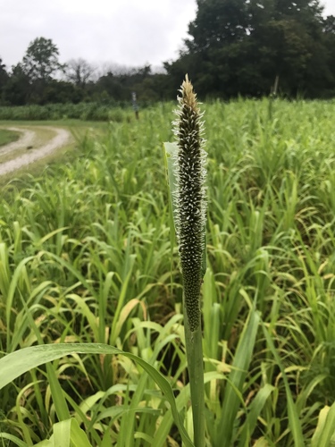 Pearl millet (Cenchrus americanus)