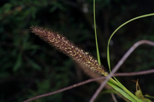 Buffel grass (Cenchrus ciliaris)
