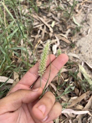Buffel grass (Cenchrus ciliaris)