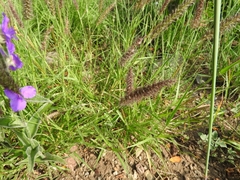 Buffel grass (Cenchrus ciliaris)