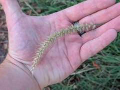 Buffel grass (Cenchrus ciliaris)