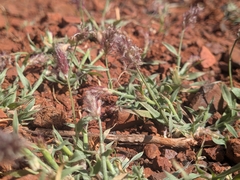 Buffel grass (Cenchrus ciliaris)