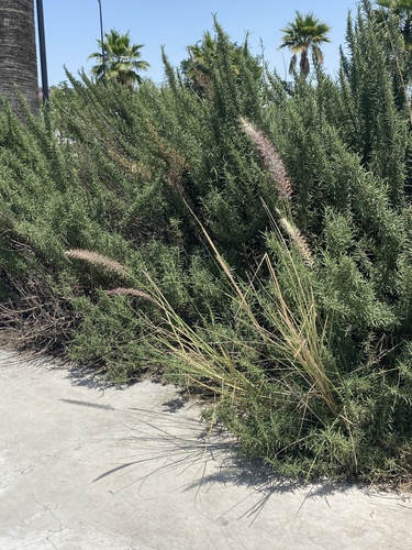 Buffel grass (Cenchrus ciliaris)