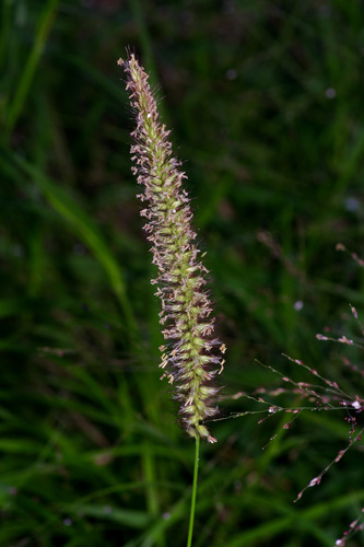 Buffel grass (Cenchrus ciliaris)