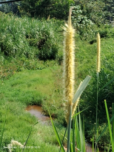 Elephant grass (Cenchrus purpureus)