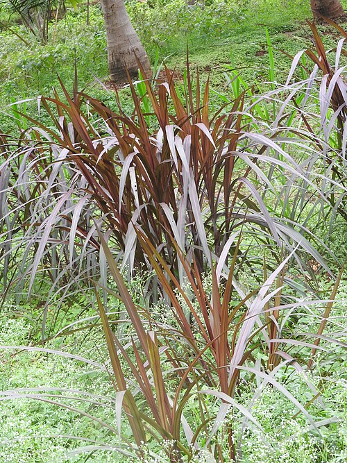 Elephant grass: Poaceae-Purple bana grass,Elephant grass.