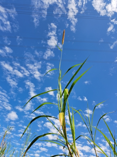 Elephant grass (Cenchrus purpureus)
