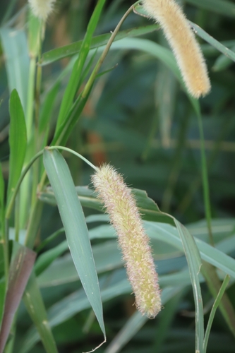 Elephant grass (Cenchrus purpureus)