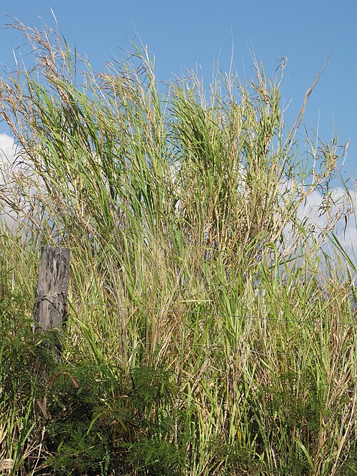 Elephant grass: Cenchrus purpureus (Cane grass, elephant grass, napier grass) Habit at Haiku, Maui, Hawaii. June 10, 2009 #090610-0488 Image Use Policy Also known as Pennisetum