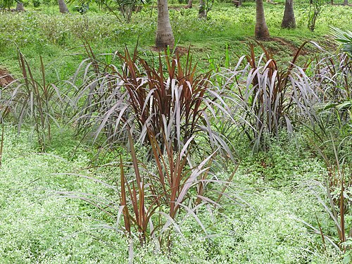 Elephant grass: Poaceae-Purple bana grass,Elephant grass.