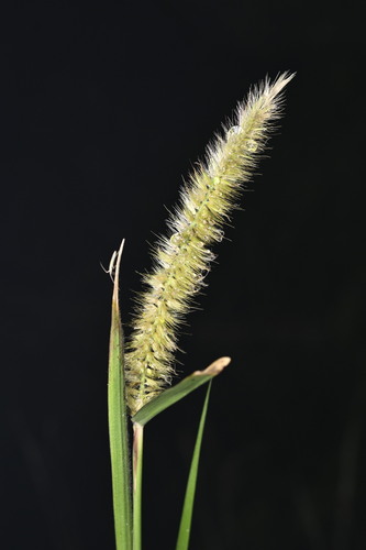 Elephant grass (Cenchrus purpureus)
