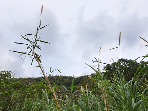 Elephant grass